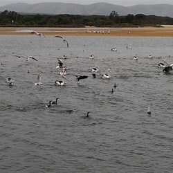 feeding frenzy on the water