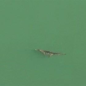 Freshwater Crocodile