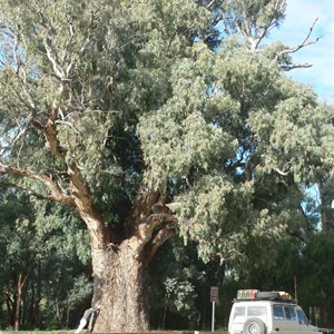 Giant River Red Gum at Orrorroo