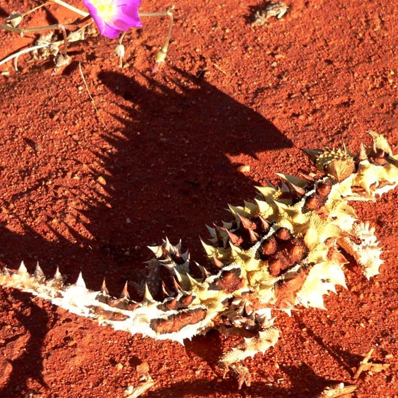 Thorny Devil with a fearsome shadow