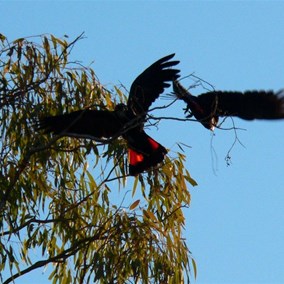 Red tailed black cockatoos
