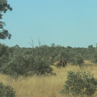 Elusive camels