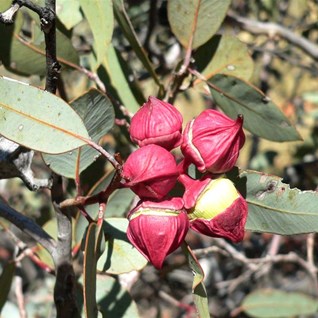 The big conspicuous buds of Eucalyptus youngiana