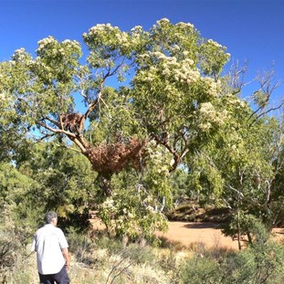 Scenery down the Lake Caroline Track