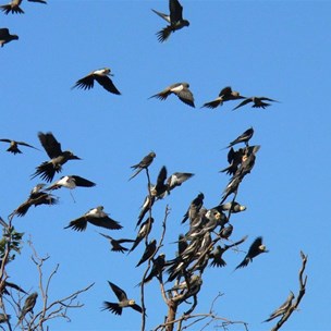 Peachfaces crowd on to branches for a noisy chat