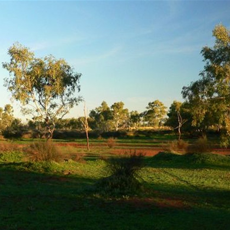 So green in this desert