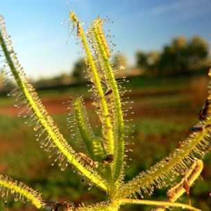 Drosera