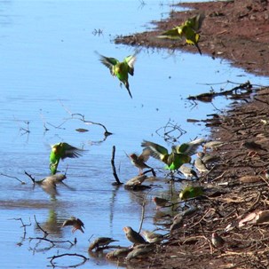 Birds coming in for a drink