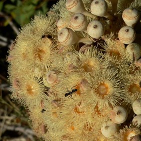 Desert bloodwood - ants love its nectar