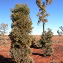 Young Acacia peuce trees have thick prickly foliage