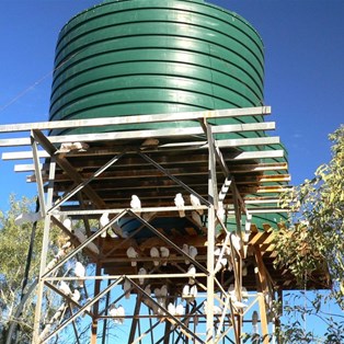 Corellas sheltering from the heat, Mt. Dare