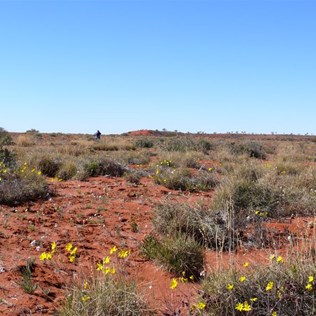 Excited by these few flowers near Old Andado
