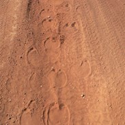Camel tracks