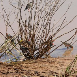 Finches making the most of the water