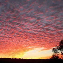 Superb Simpson snset