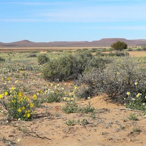 A few flowers south of Old Andado