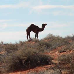First camel sighting