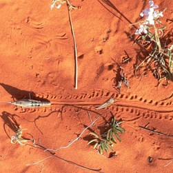 You seldom see the animals that make the tracks in the sand