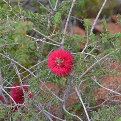 a wildflower on the mountain
