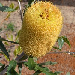 banksia in Stokes Inlet N Pk
