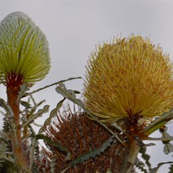 banksia flowers