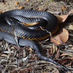 tiger snake curled up beside the track