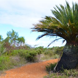 zamia - ancient cycad plant 