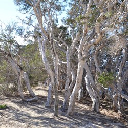 paperbark trees line the Inlet