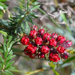 wildflower in the campground