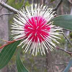 pincushion hakea?