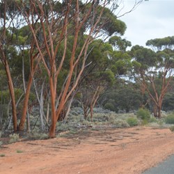 salmon gums line the roadside
