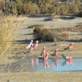 Every waterhole attracts birds
