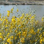 Rattlepods near the little waterhole