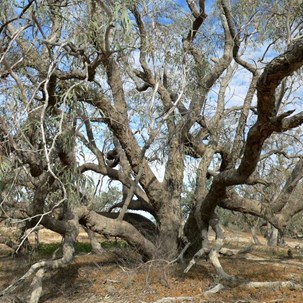 Big gnarled coolibahs surround the waterhole