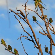 Budgies - sitting still for once.