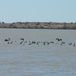 Waterbirds were abundant