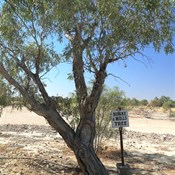 Burke and Wills Tree at Birdsville