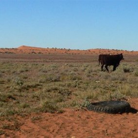 Sleek cattle range over large areas to find feed