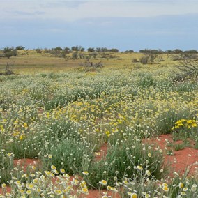 Massed flowers