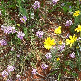 Wild stocks and bright yellow daisies
