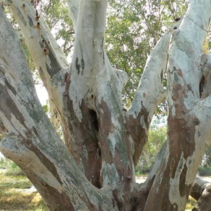 Fused branches of a river red gum