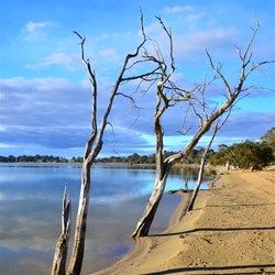 dead trees on lake edge