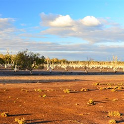 dead paper barks near sunset
