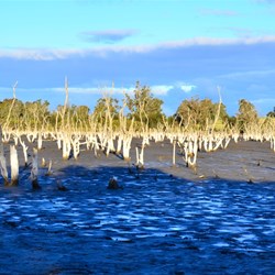 dead paperbarks on swamp