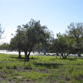 Wetlands for fat cattle