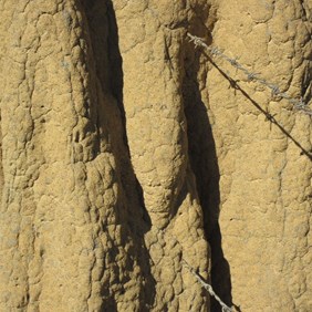 Perfectly engineered and fit for purpose - natures fence post.