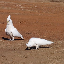 Drysdale River Station Cockies