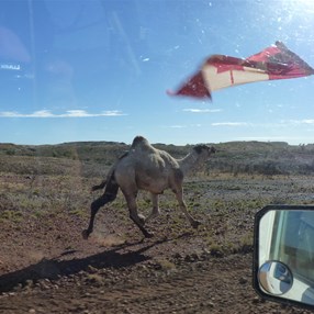 Run you feral beastie run!