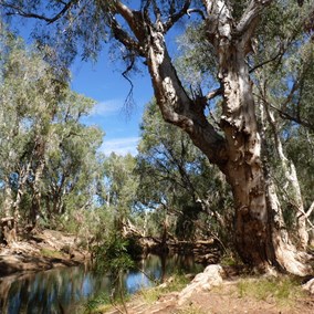 Eel Pool (silent Waters)