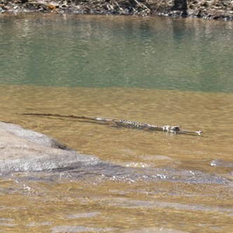 A small freshy enjoying the sun